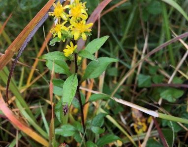 11月の薬草（アキノキリンソウ・ツリガネニンジン）